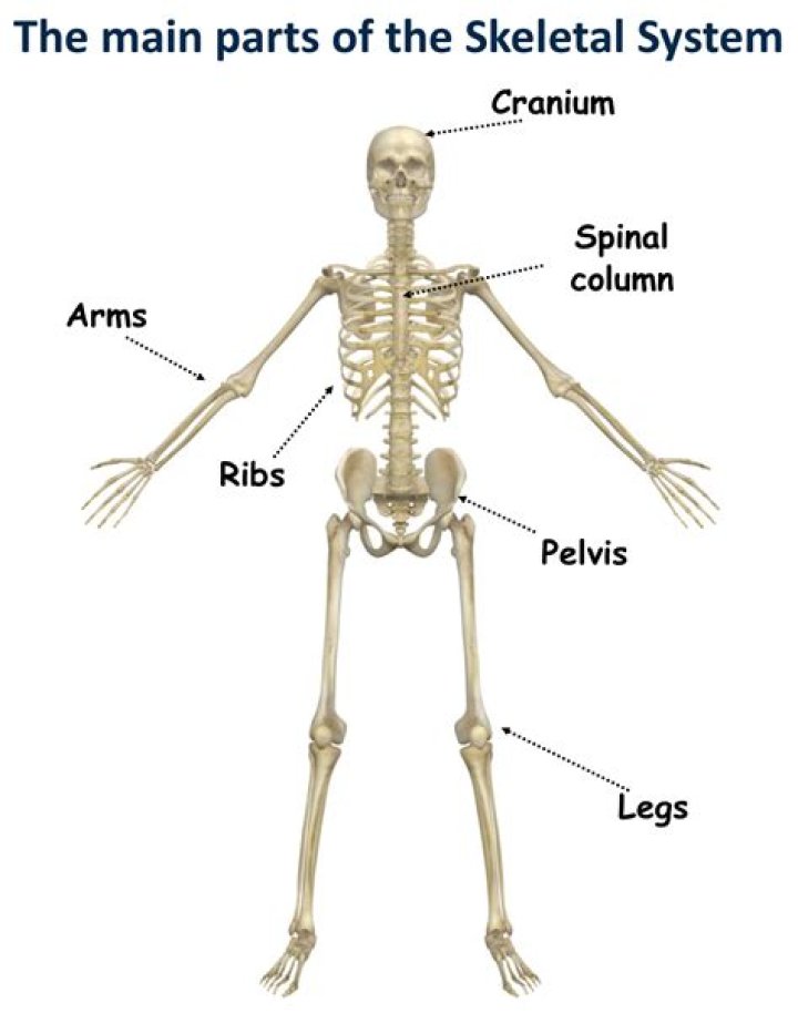 What is the main parts of the skeletal system