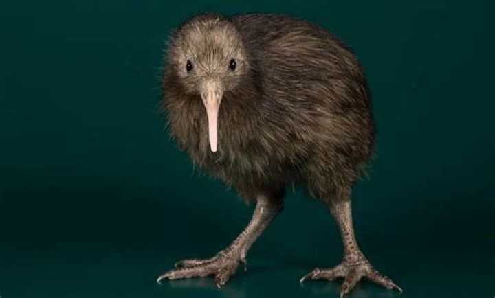 What is the Maori name for a Kiwi