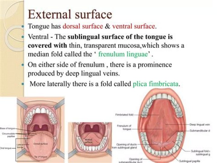 What is the meaning of ventral surface