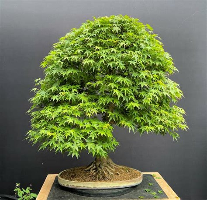 What is the most beautiful Japanese maple