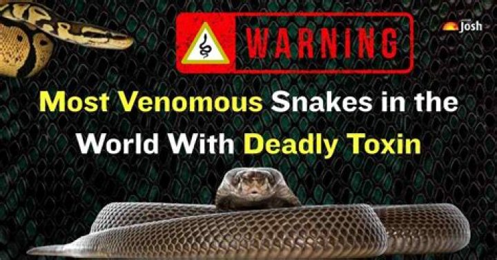 What is the most dangerous snake in the rainforest