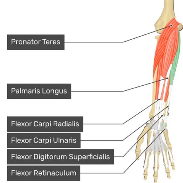What is the origin of the flexor carpi ulnaris in humans