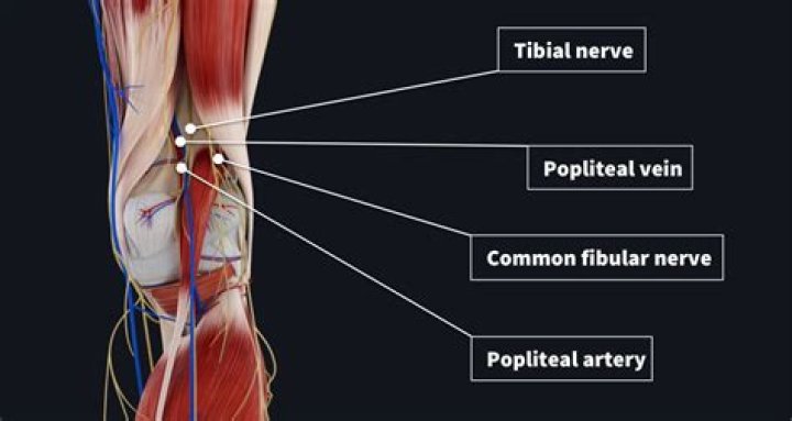 What is the popliteal artery