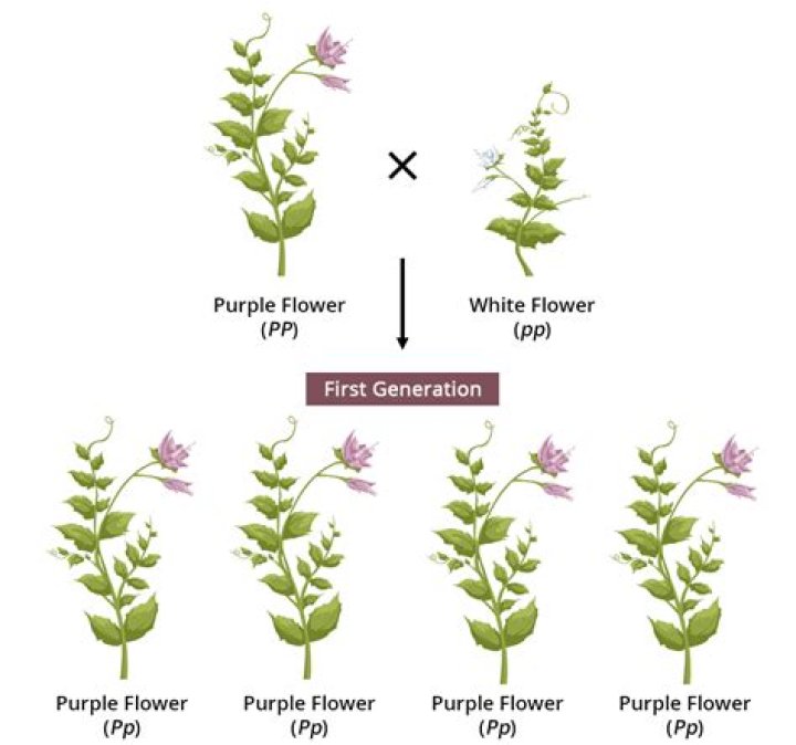 What is the ratio of purple flowers to white flowers offspring