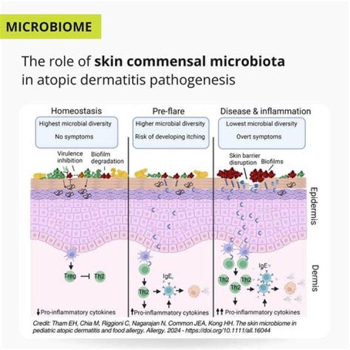 What is the role of commensal microorganisms on the skin