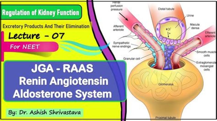 What is the significance of JGA in kidney function
