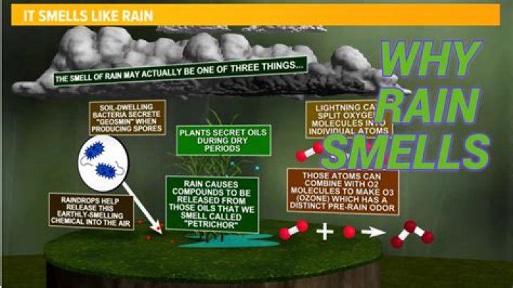 What is the smell of tulip