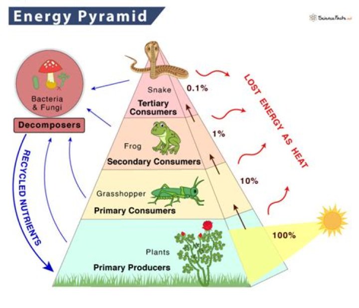 What is the ultimate source of energy for almost all living organisms