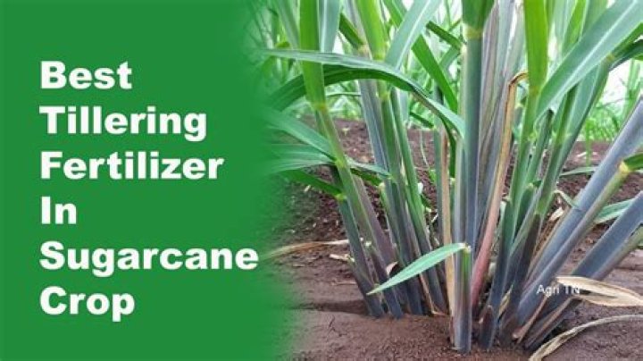 What is tillering in sugarcane
