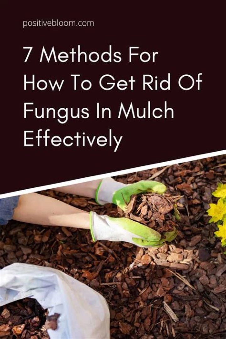 What kind of fungus grows in mulch