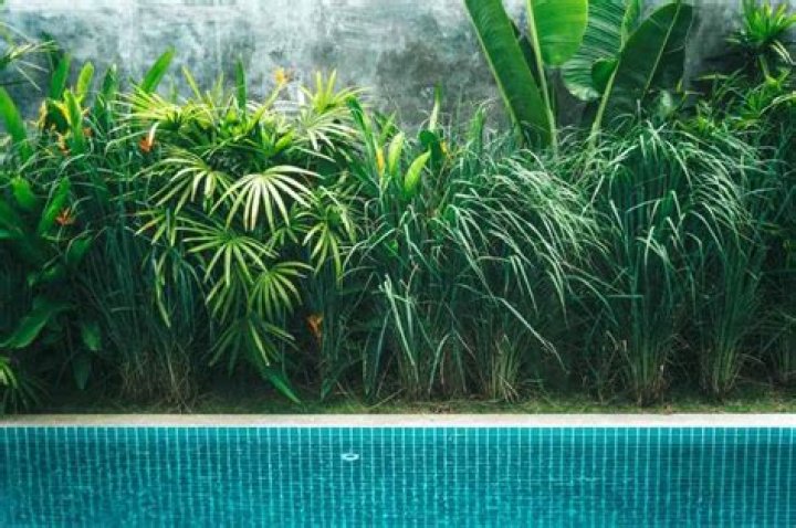 What kind of plants are good around pools