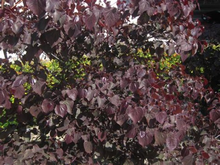 What kind of trees have purple leaves
