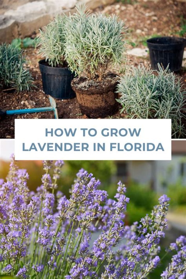 What Lavender grows best in Florida