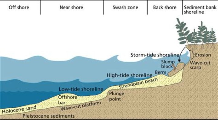 What lives in the near shore zone