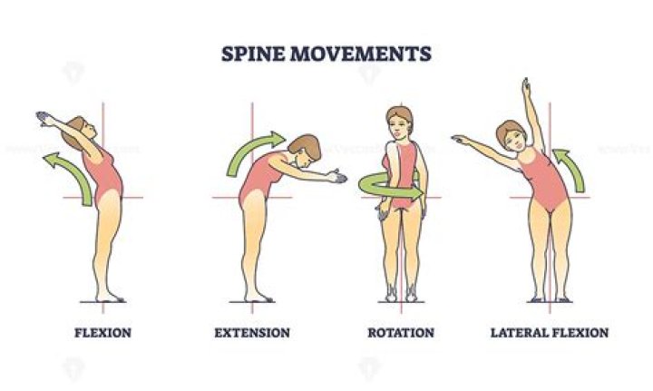 What movements are possible at the spine