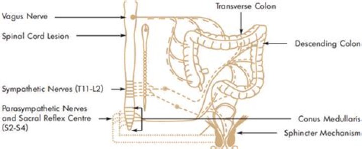 What nerve Innervates the colon