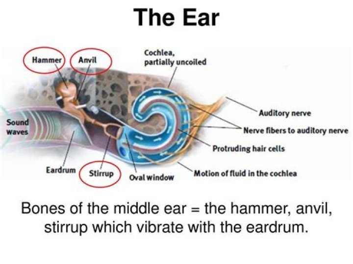 What part of the eardrum are the hammer anvil and stirrup