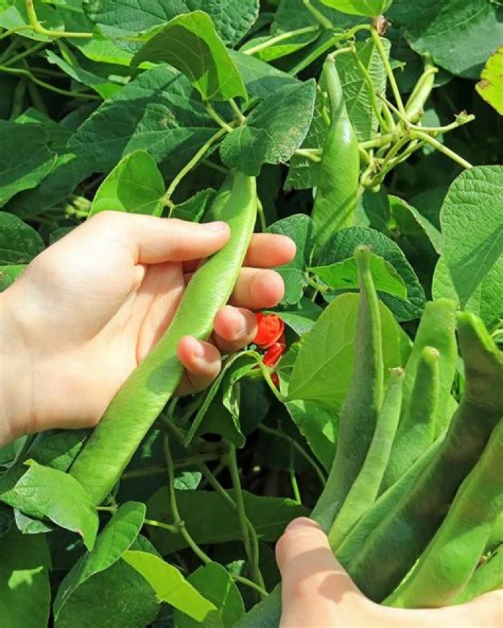 What pests eat runner beans