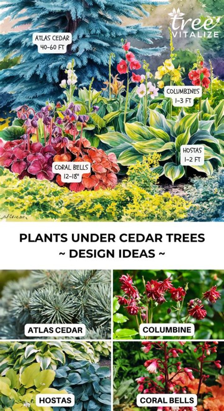 What plants can grow under cedar trees