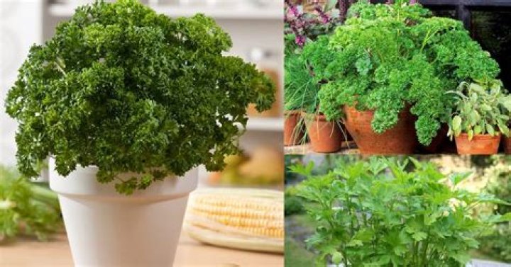 What plants grow well with parsley