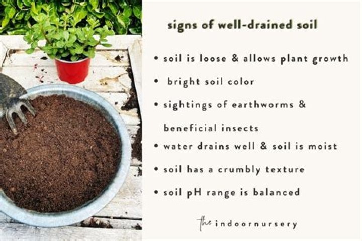 What plants like well drained soil