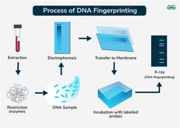 What process separates the DNA pieces by size while making a genetic fingerprint