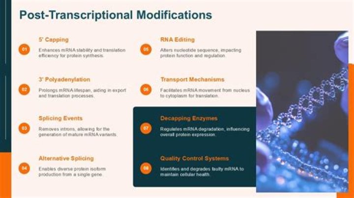What purposes do capping and poly A tail addition serve for eukaryotic mRNAs