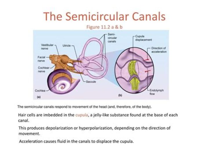 What receptors are found in the semicircular canals