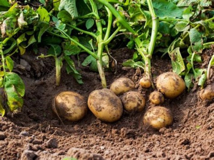 What season do potatoes grow in Australia