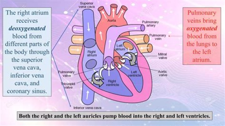 What side of the heart receives oxygenated blood