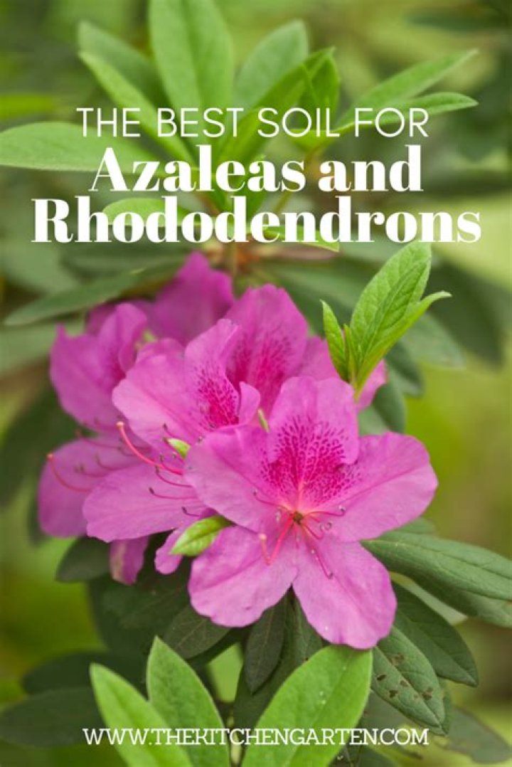 What soil pH is best for azaleas