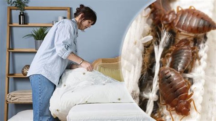 What to do if a tenant has bed bugs
