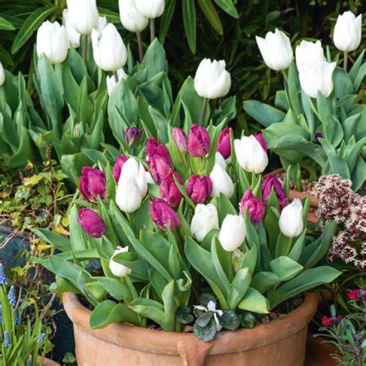 What to do with potted tulips after they died
