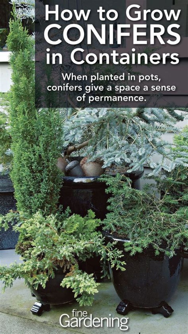 What to feed conifers in pots