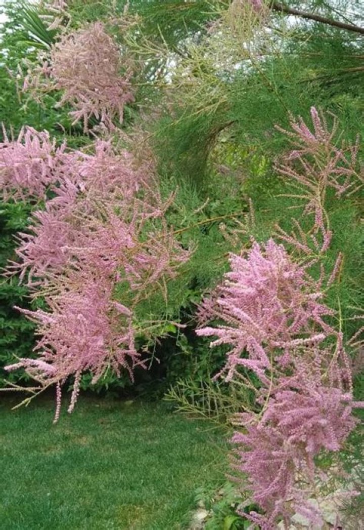 What trees grow well in alkaline soil