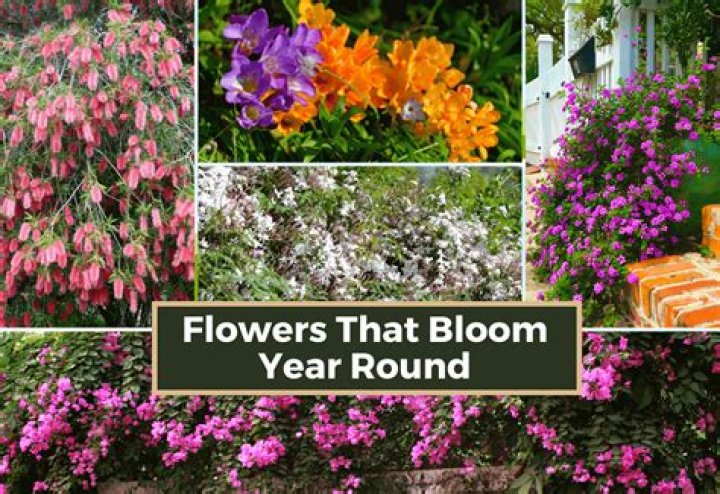 What type of flowers bloom every year