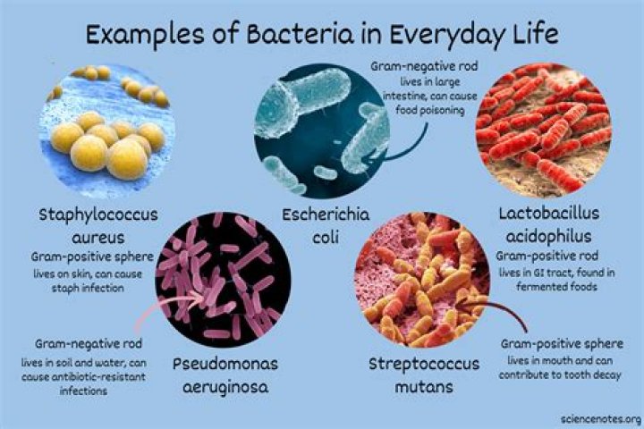 What types of bacteria are found in your house