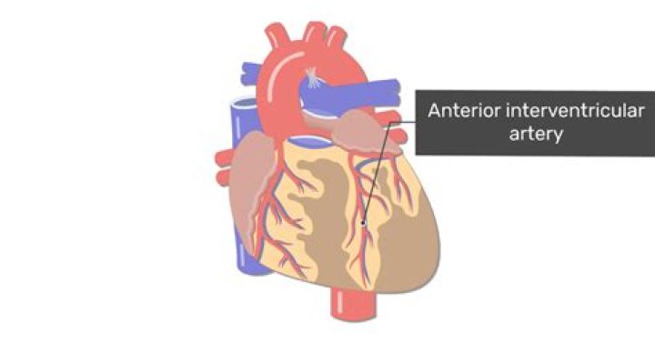 What vein travels with the anterior interventricular artery