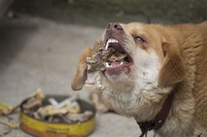 What Will Happen If A Dog Eats A Sharpie