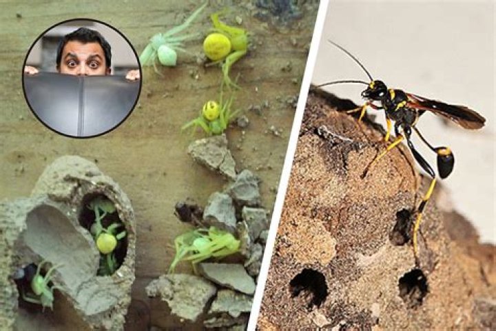 Whats inside a mud dauber nest