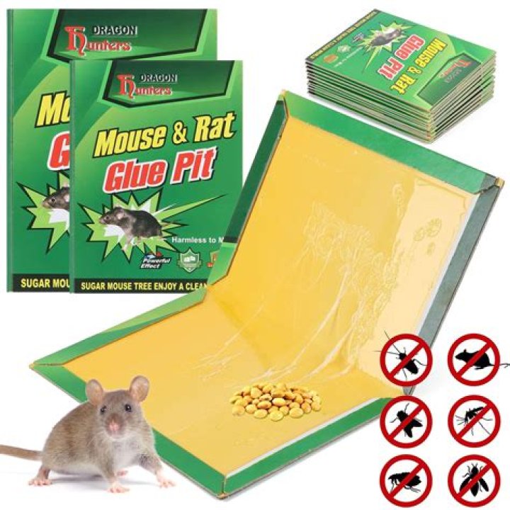 Whats the best mouse trap to buy