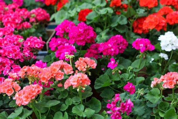 Whats the difference between a geranium and a pelargonium