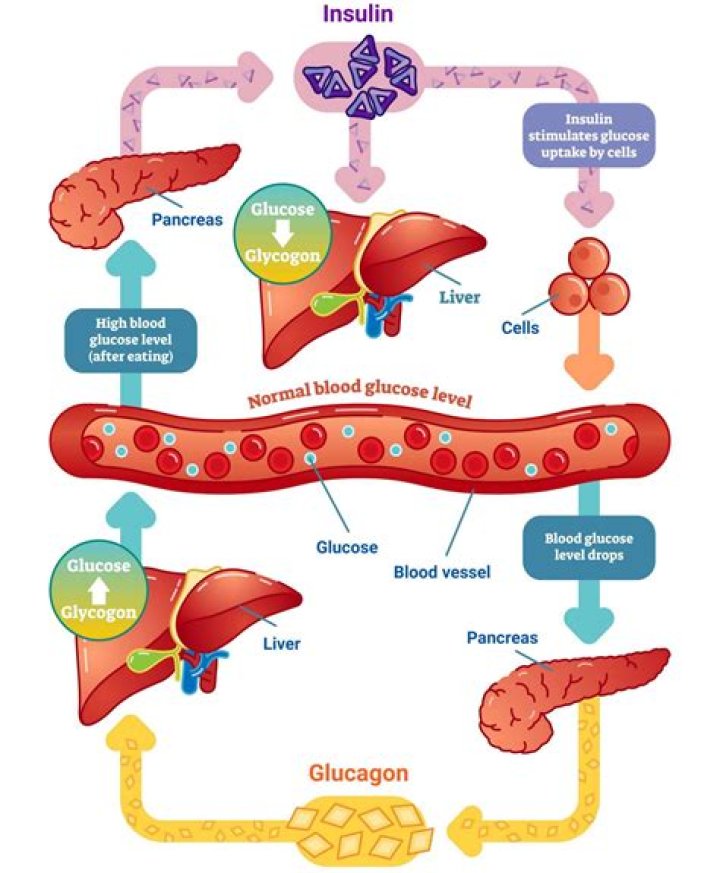 When blood glucose is abnormally low the pancreas releases