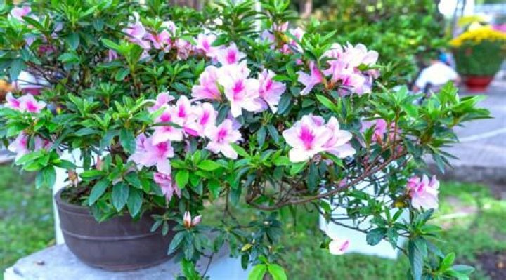 When can you transplant azaleas UK