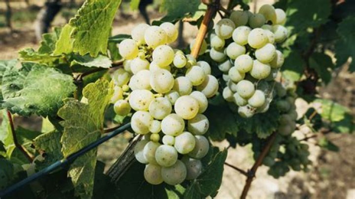 When should I pick my Frontenac grapes
