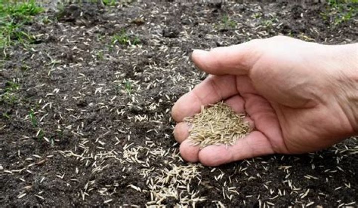 When should I plant grass seed in San Diego