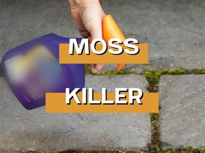 When should you apply moss killer