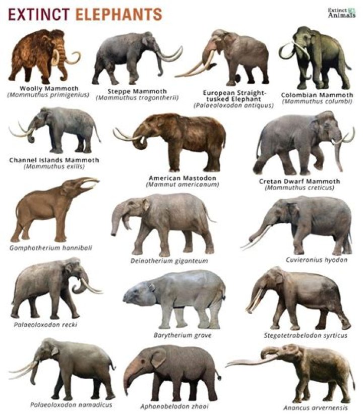 When was the elephants painted