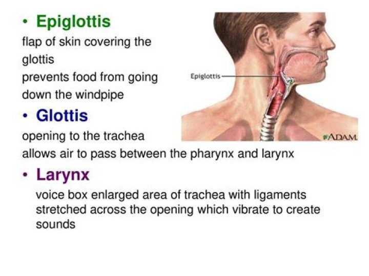 When you swallow the epiglottis covers the opening to the larynx