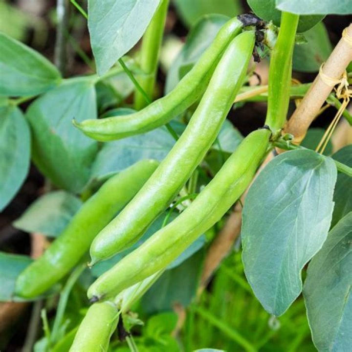 Whens the best time to plant broad beans